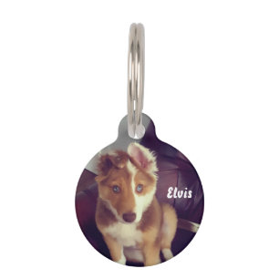 Personalise your own pet tag