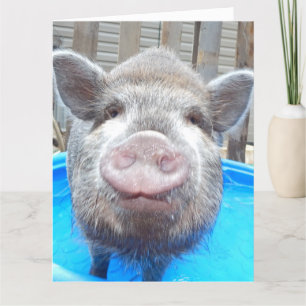 Personalised Adorable Mini Pig Greeting Card, Card