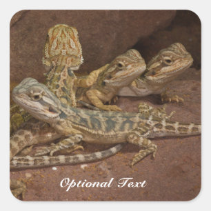 Personalised Baby Bearded Dragon Lizard Jigsaw Puz Square Sticker