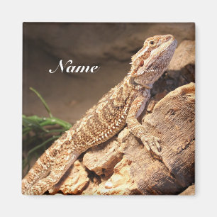 Personalised Baby Bearded Dragon Lizard Magnet