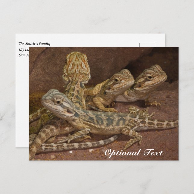 Personalised Baby Bearded Dragon Lizard Postcard (Front/Back)