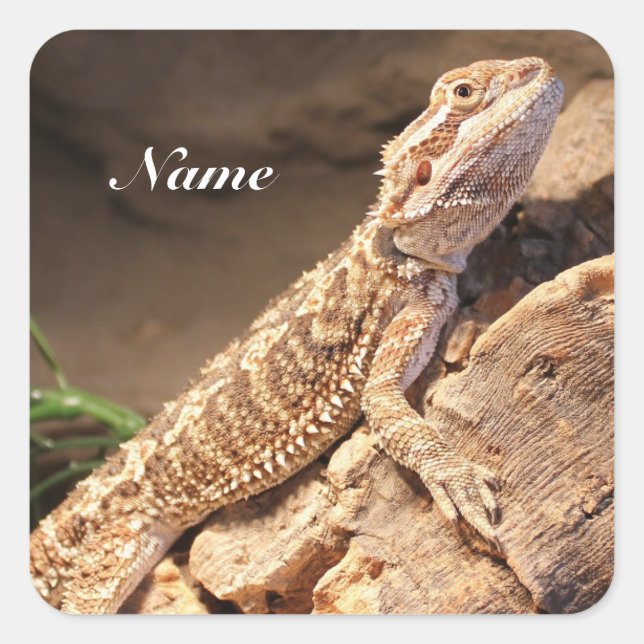 Personalised Baby Bearded Dragon Lizard Square Sticker (Front)