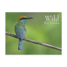 Personalised Bee-eater