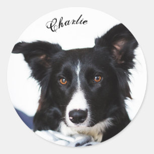 Personalised Black and White Border Collie Classic Round Sticker