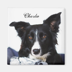 Personalised Black and White Border Collie Magnet