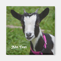 Personalised Black and White Dwarf Goat