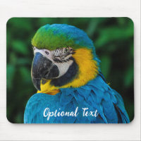 Personalised Blue and Yellow Macaw Parrot