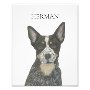 Personalised Blue Heeler Cattledog Photo Print