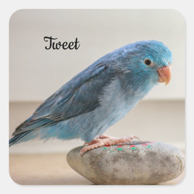 Personalised Blue Parrotlet Pet Bird Square Sticker (Front)