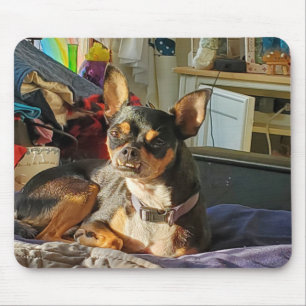 Personalised Chihuahua Dog Photo   Mouse Pad