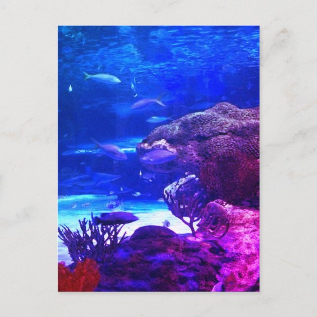 Personalised Coral Reef Postcard (Front)