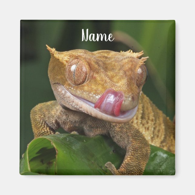 Personalised Crested Gecko Lizard Magnet (Front)