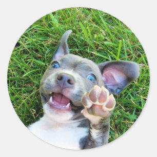 Personalised Custom Photo Puppy Dog Birthday Party Classic Round Sticker