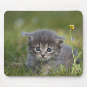 Personalised Cute Kitten Mouse Pad