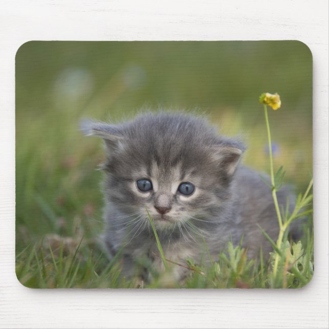 Personalised Cute Kitten Mouse Pad (Front)