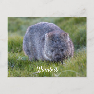 Personalised Cute Wombat Animal Tasmania Australia Postcard