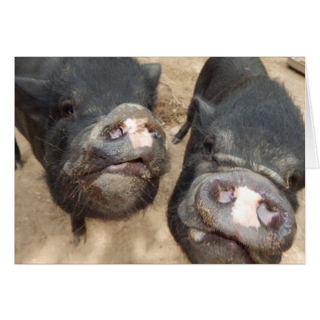 Personalised Double Snouts Black Mini Pigs (Front Horizontal)