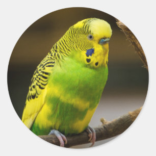 Personalised English Budgie Parakeet Classic Round Sticker