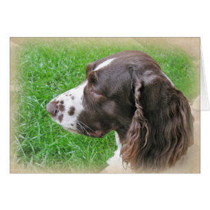Personalised English Springer Spaniel Profile
