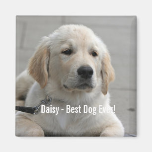 Personalised Golden Retriever Dog Photo and Name Magnet