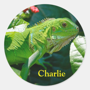 Personalised Green Iguana Lizard Classic Round Sticker