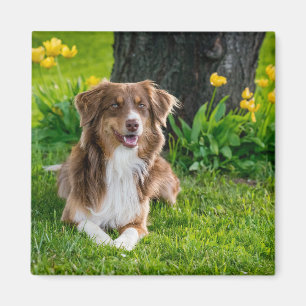 Personalised Modern Australian Shepherd Dog Photo Magnet