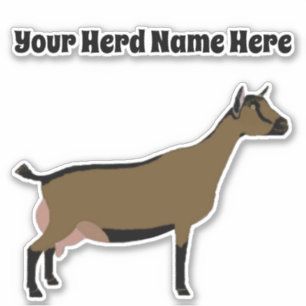 Personalised Nigerian Dwarf Dairy Goat