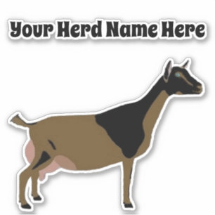 Personalised Nigerian Dwarf Dairy Goat