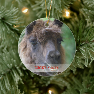 Personalised Pet Llama Photo & Name Christmas Tree Ceramic Tree Decoration