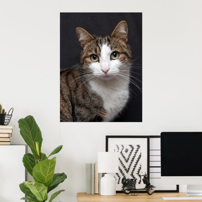 Personalised Pet Tabby Cat Single Photo Custom Poster (Home Office)