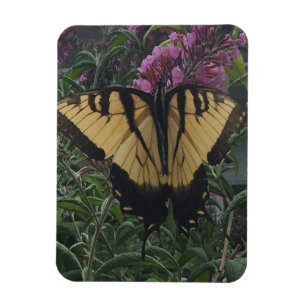 Personalised Photo Yellow and Black Butterfly   Magnet