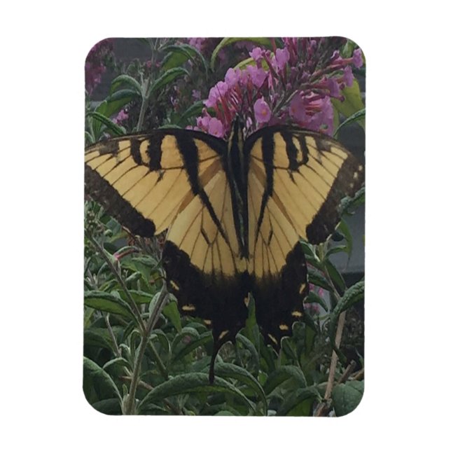 Personalised Photo Yellow and Black Butterfly   Magnet (Vertical)