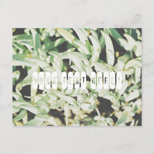 Personalised Postcard with funky pale green plants
