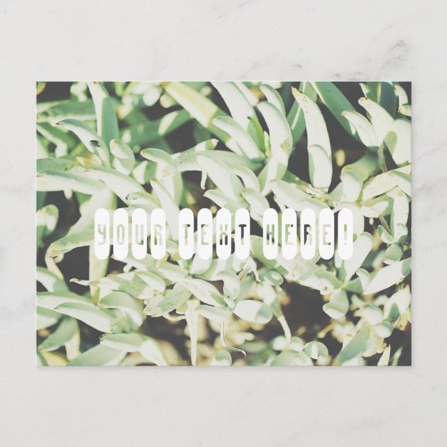 Personalised Postcard with funky pale green plants (Front)