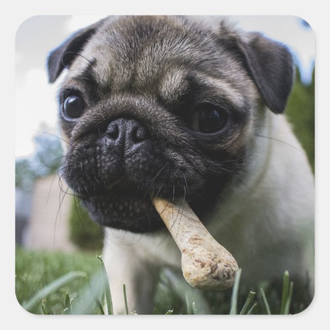 Personalised Pug Dog Photo and Name  Square Sticker (Front)