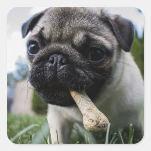 Personalised Pug Dog Photo and Name  Square Sticker