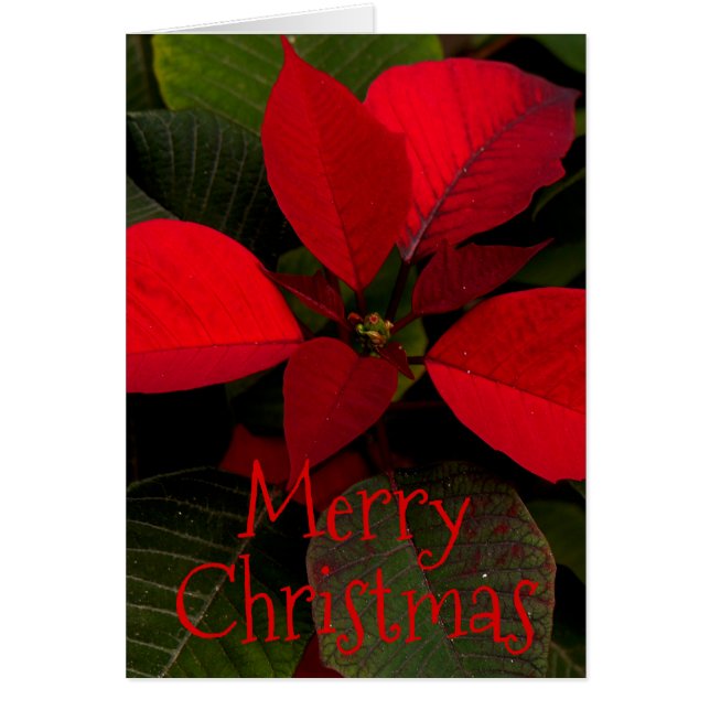 Personalised Red Poinsettia Leaf (Front)