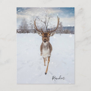 Personalised Reindeer Photo Postcard