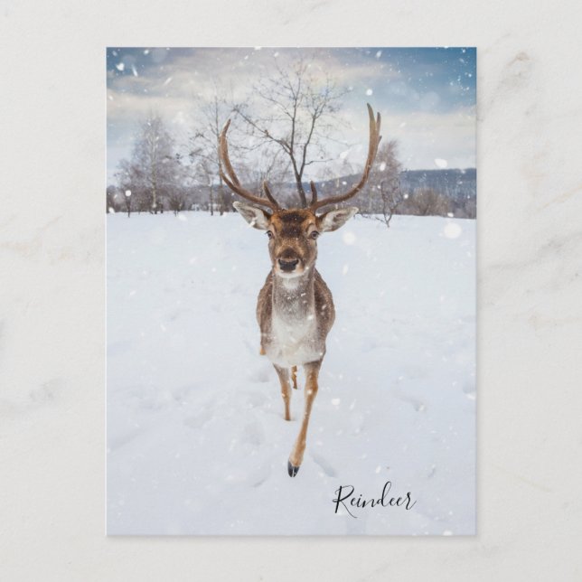 Personalised Reindeer Photo Postcard (Front)