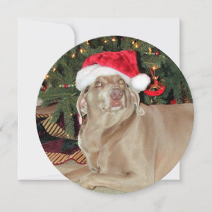 Personalised Round Weimaraner Dog Christmas Holiday Card