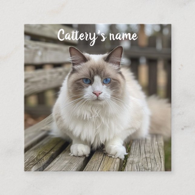 Personalised Square Business Card For Cattery  (Front)