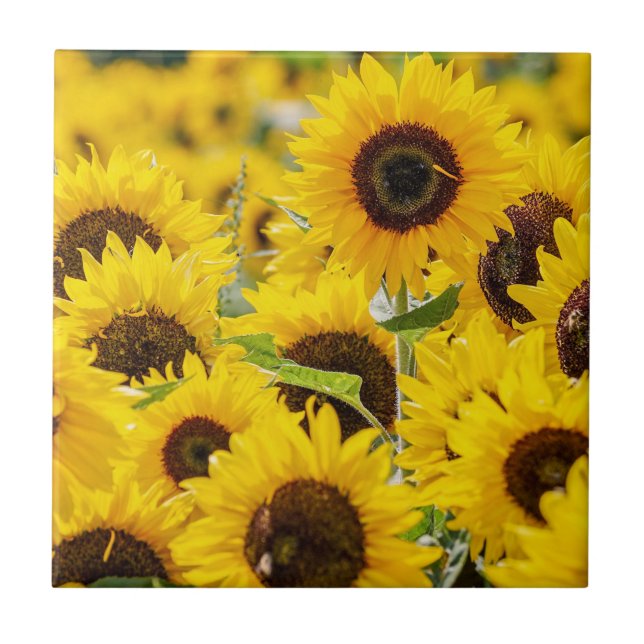 Personalised Sunflower Monogram  Ceramic Tile (Front)