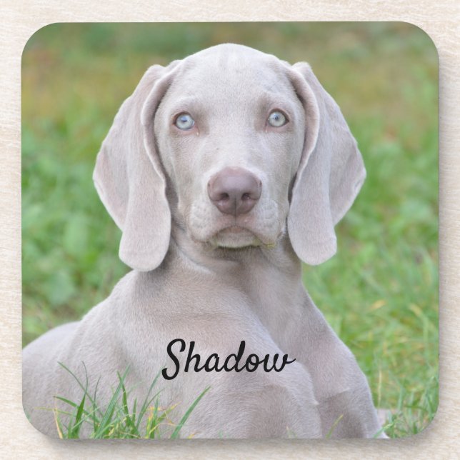 Personalised Weimaraner Puppy Dog Coaster (Front)