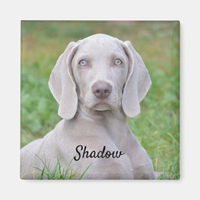 Personalised Weimaraner Puppy Dog Magnet (Front)