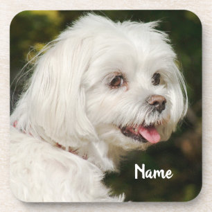 Personalised White Maltese Puppy Dog Coaster