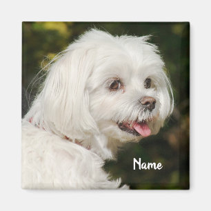Personalised White Maltese Puppy Dog Magnet