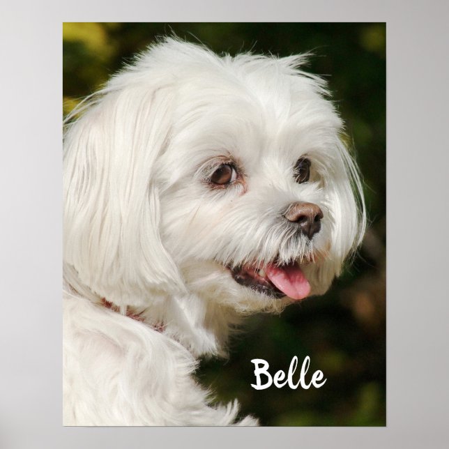 Personalised White Maltese Puppy Dog Poster (Front)