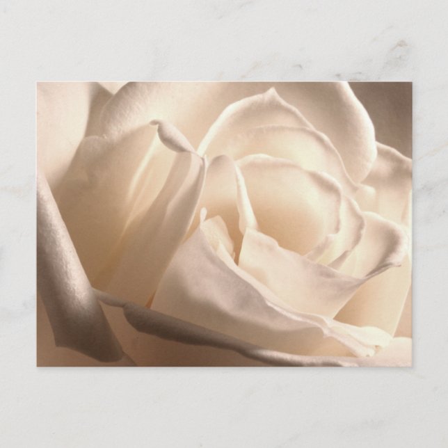 Personalised White Rose Save The Dates Announcement Postcard (Front)