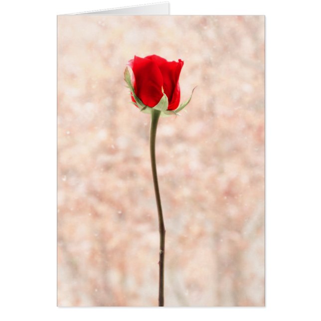 Personalizable Beautiful Red Rose (Front)