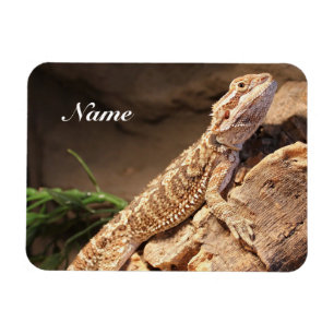 Personalized Baby Bearded Dragon Lizard Magnet